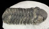 Bargain, Austerops Trilobite - Morocco #47433-2